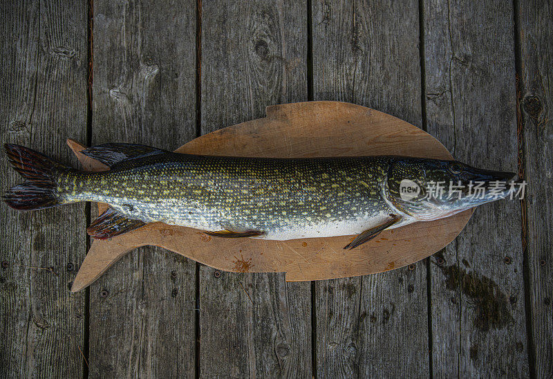 Esox lucius, Pike，或Northern Pike。在旧码头的砧板上捕到的新梭子鱼。